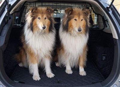 Collie Dog Boot Liner