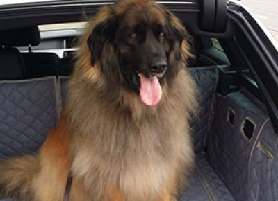 Leonberger Boot Liner