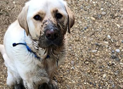 Boot liners (and Mud) are a Dog’s Best Friend!
